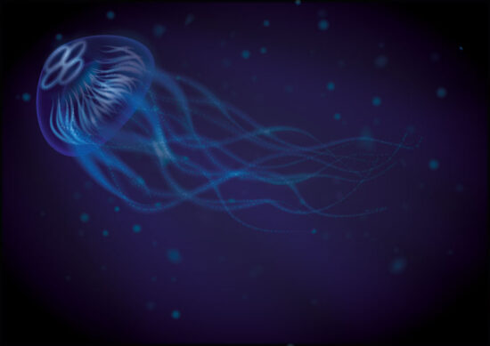 Illustrations